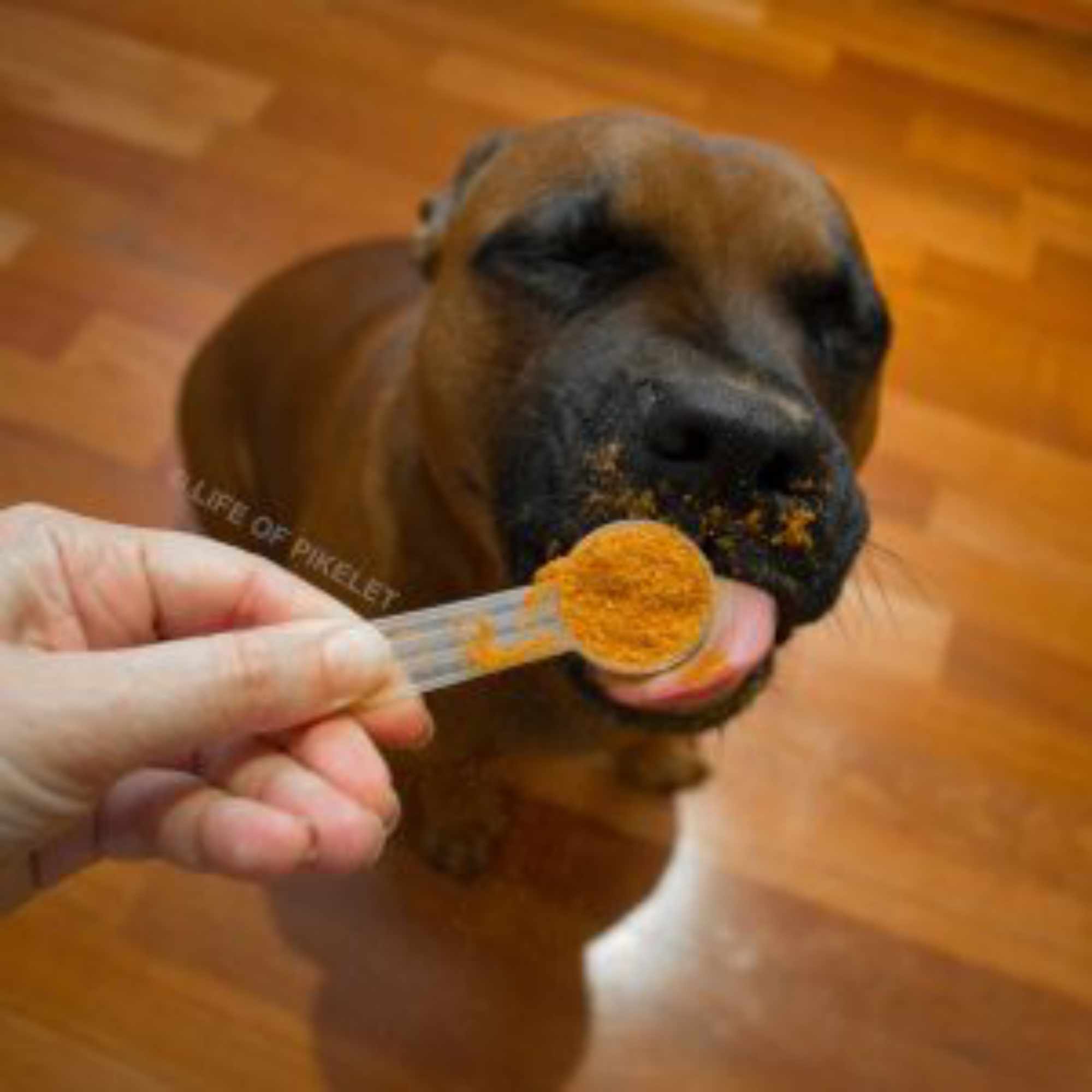 Life of Pikelet
