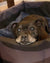 Betty Boo on Rose-Hip Vital Canine