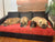 Holly, Zeus, Poppy & Bozley