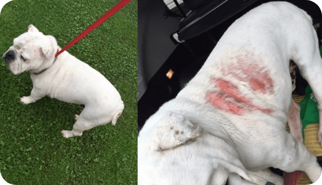 Benefits of Rose-Hip Vital for Dogs with Skin Conditions