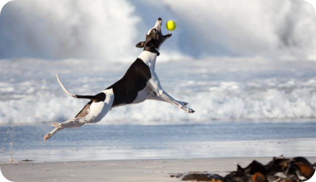 Set Your Dog Up For Success with Rose-Hip Vital Canine