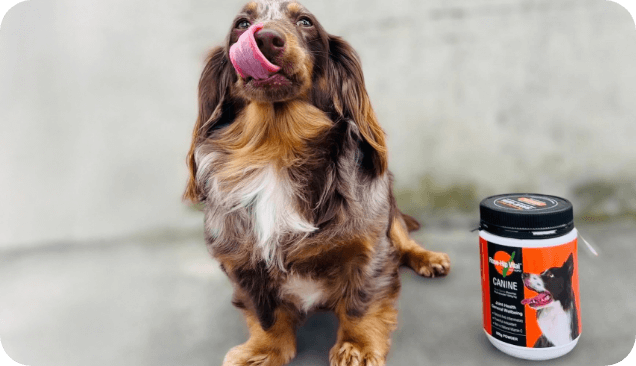 Wondering About the Ongoing Costs of Rose-Hip Vital Canine?