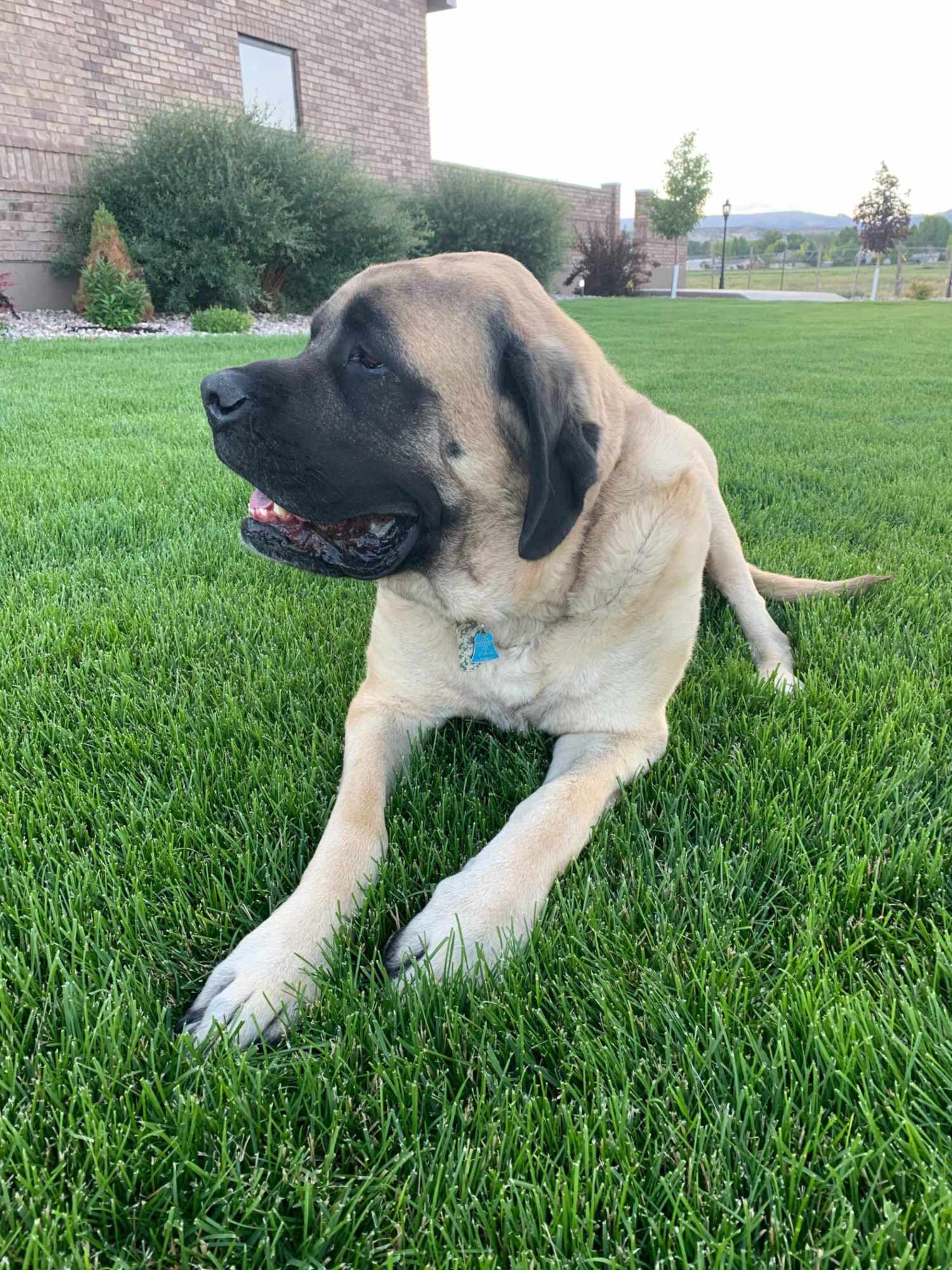Oscar
