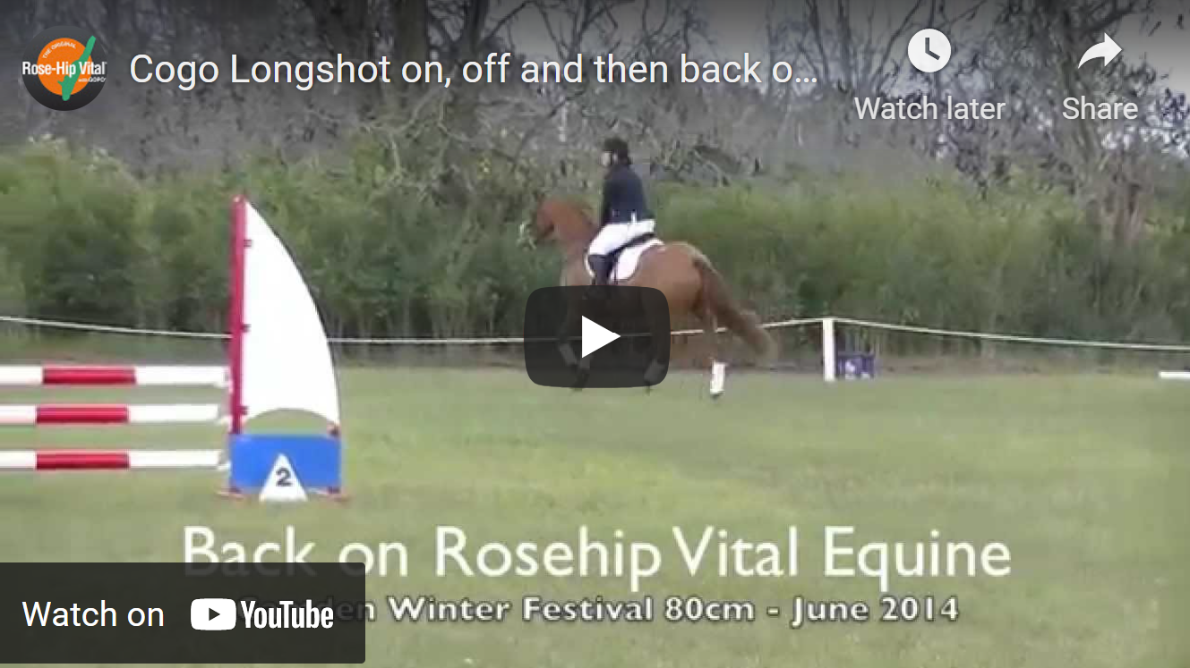 Cogo Longshot On Off And Then Back On Rose Hip Vital Equine