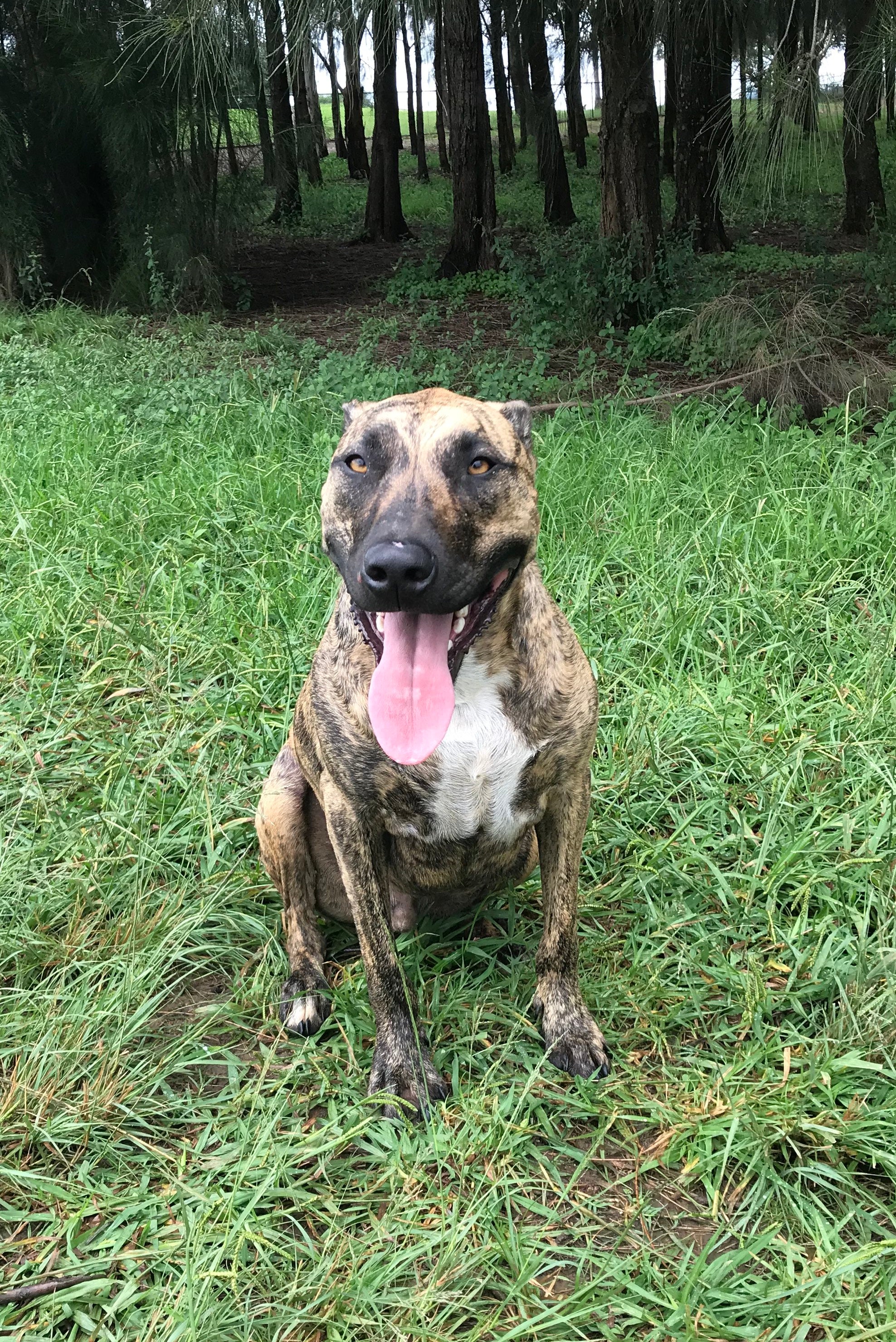 Dobby on Rose-Hip Vital Canine