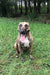 Dobby on Rose-Hip Vital Canine