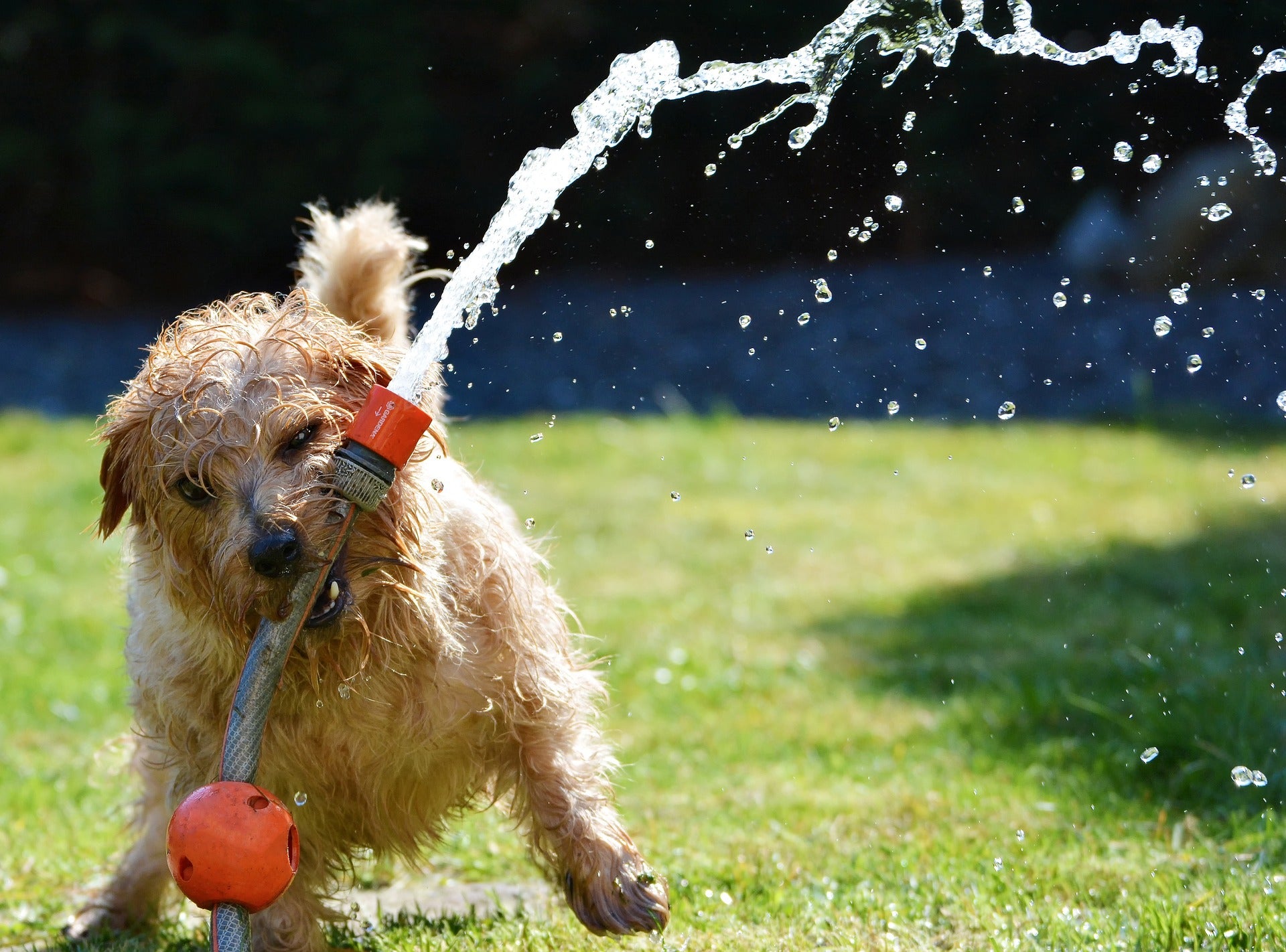 Top tips on how to keep your dog cool this Summer!