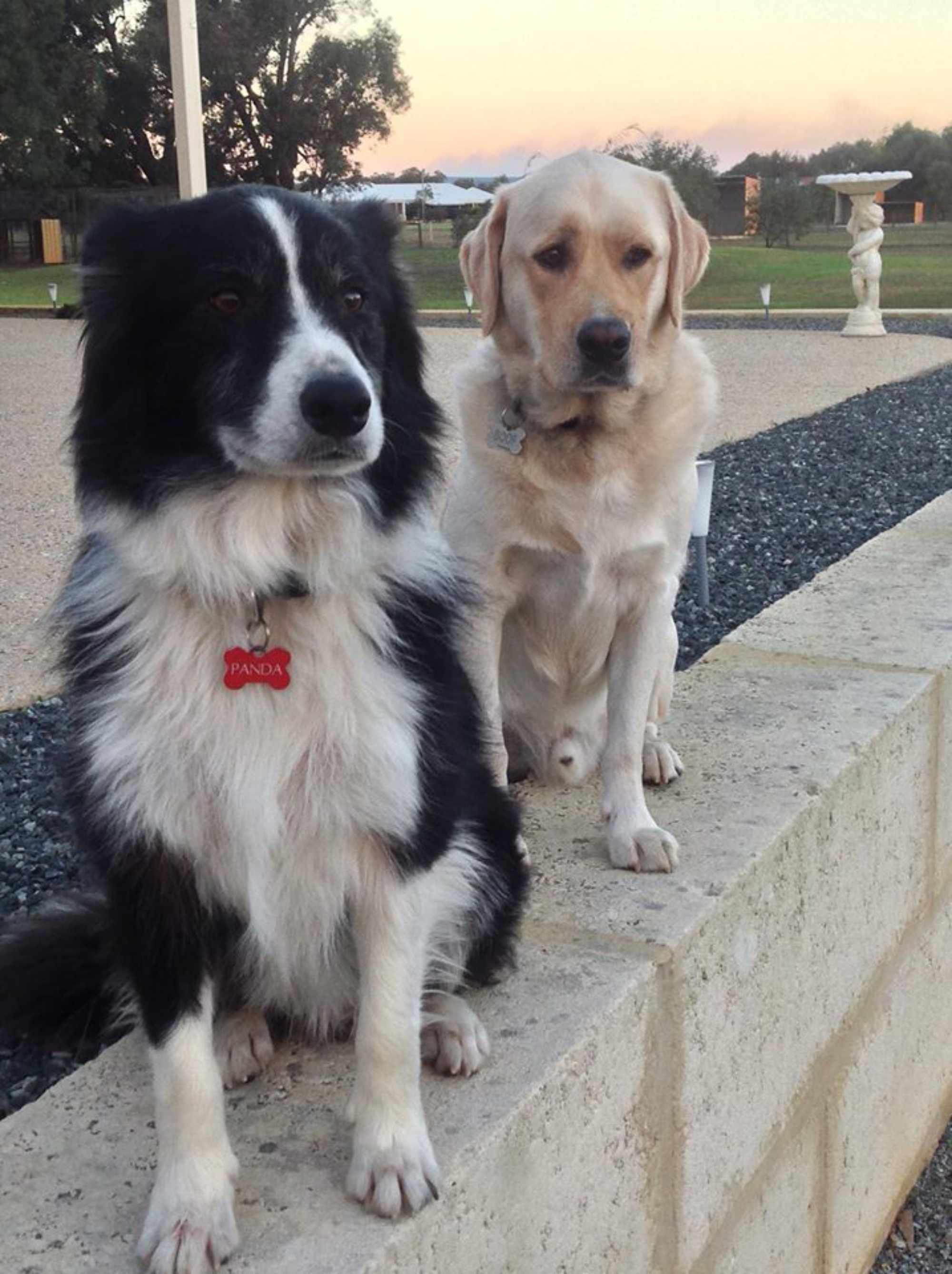 Boof & Panda
