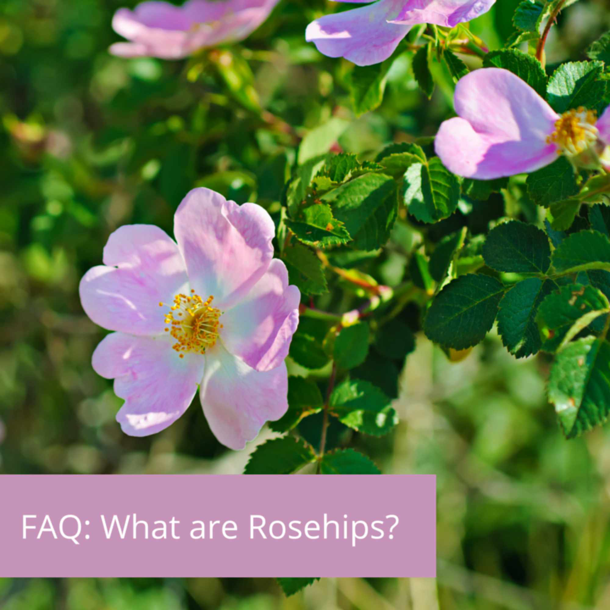 FAQ What Are Rosehips?