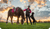 Share the Benefits of Rose-Hip Vital Equine with Your Whole Family!