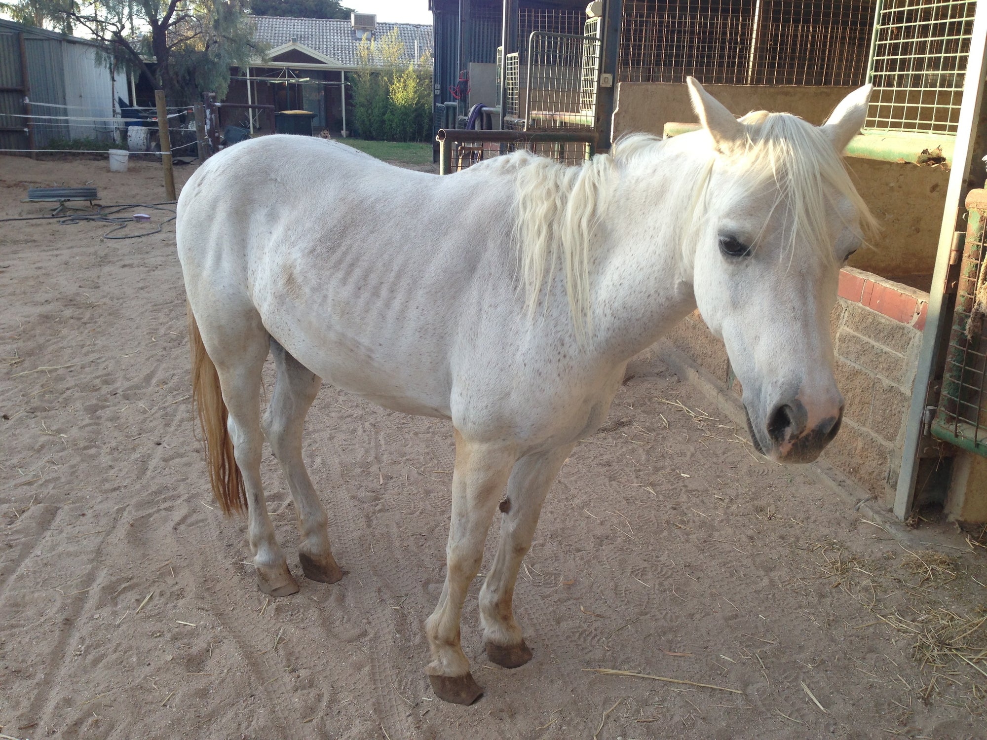Charity on Rose-Hip Vital Equine