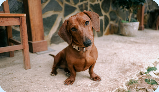 IVDD in Dogs: Signs, Treatment & Recovery Guide