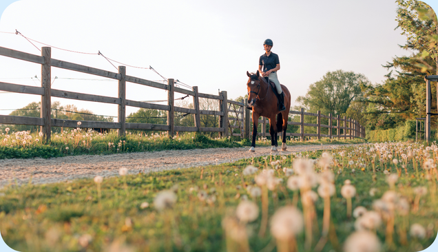 Laminitis in Horses: Causes, Signs and Treatment