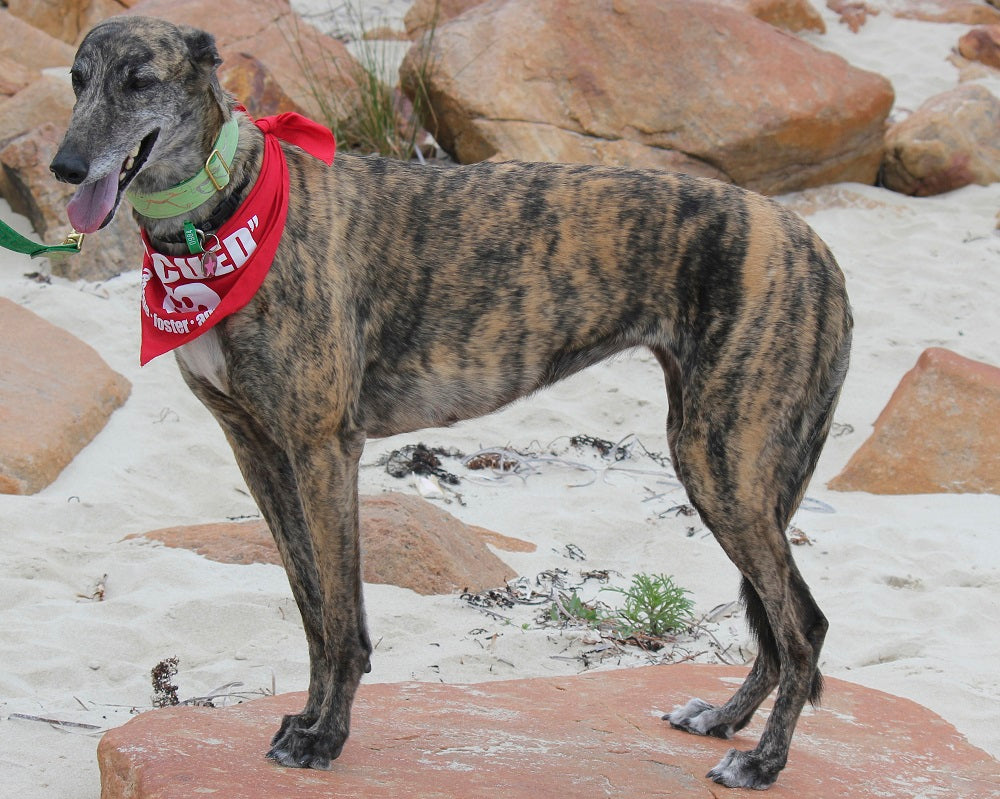 Rescue Group of the Month: Busselton Greyhound Awareness