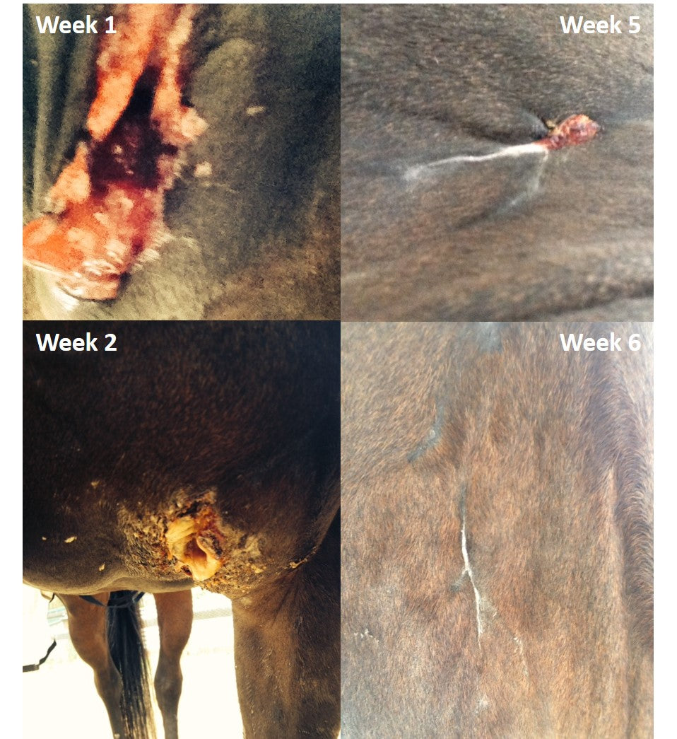 Toni Rose-Hip Vital Equine