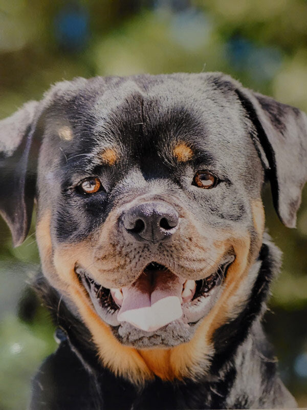 Bemo on Rose-Hip Vital Canine