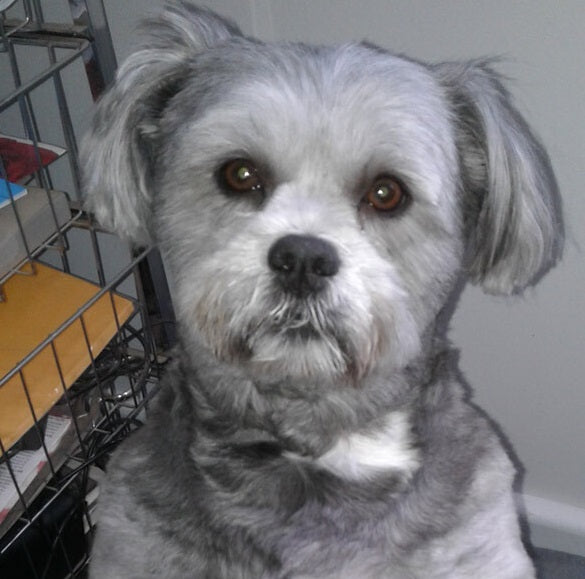 Soxy on Rose-Hip Vital Canine