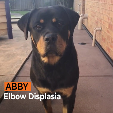 Abby on Rose-Hip Vital Canine