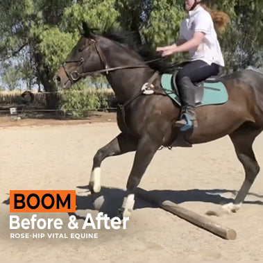 Boom on Rose-Hip Vital Equine