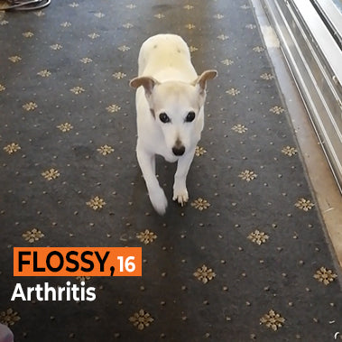 Flossy on Rose-Hip Vital Canine