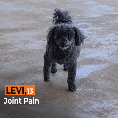 Levi on Rose-Hip Vital Canine