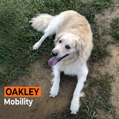 Oakley on Rose-Hip Vital Canine