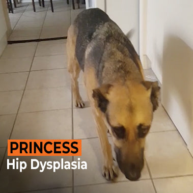 Princess on Rose-Hip Vital Canine
