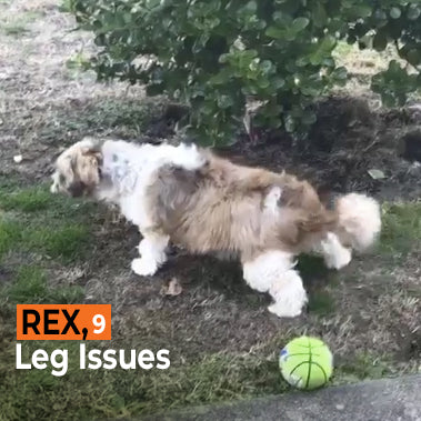 Rex on Rose-Hip Vital Canine
