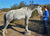 Robyn Larson-Shelton Rose-Hip Vital Equine