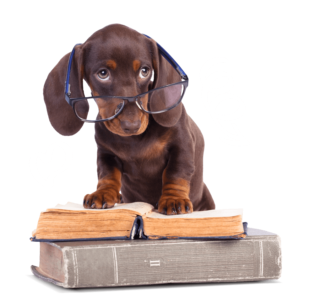 Dachshund puppy wearing glasses on top of books with a snake and heart illustrations.