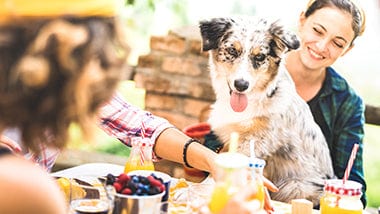 rose hip vital canine