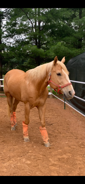 Why Horses lose Shoes – Elite Equine Rosehip Supplement