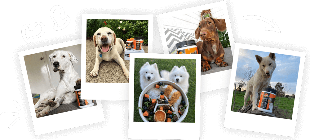 Collage of dogs with pet products on a black background