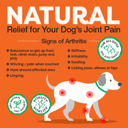 Advertisement for Rose-Hip Vital natural relief for dog joint pain with a diagram of a dog and arthritis signs on an orange background.