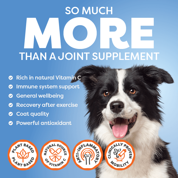 Dog with health benefits text and icons on a blue background