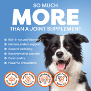 Dog with health benefits text and icons on a blue background