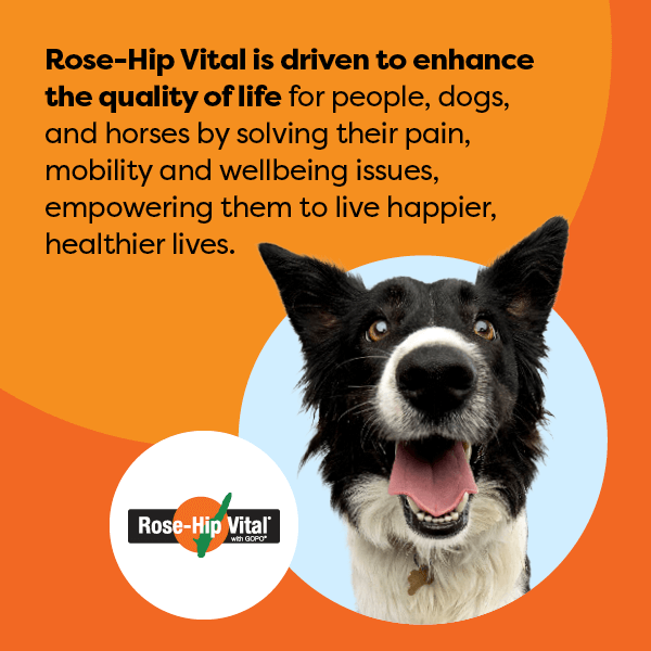 Dog with Rose-Hip Vital branding on an orange background