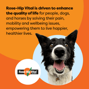Dog with Rose-Hip Vital branding on an orange background