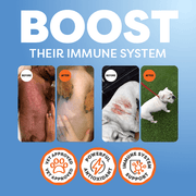 Advertisement for a Rose-Hip Vital Canine product to boost immune system with images of dogs before and after use on a blue background.