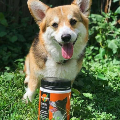 Willlow Jada the Corgi with Rose-Hip Vital Canine 500g (1.1lb)