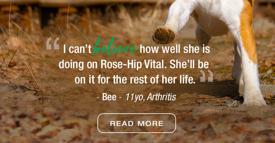 Rose-Hip Vital Canine for your dog | Scientifically proven natural anti-inflammatory, bursting with goodness